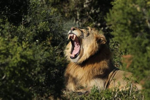 Addo Elephant Park