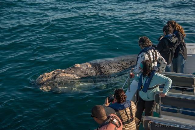 Hermanus Whales