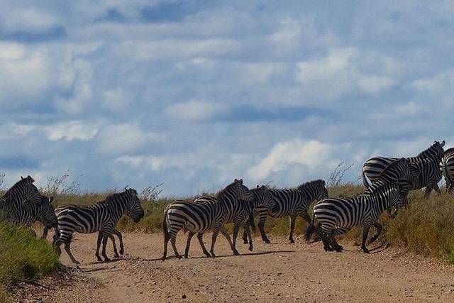 Tarangire Safari