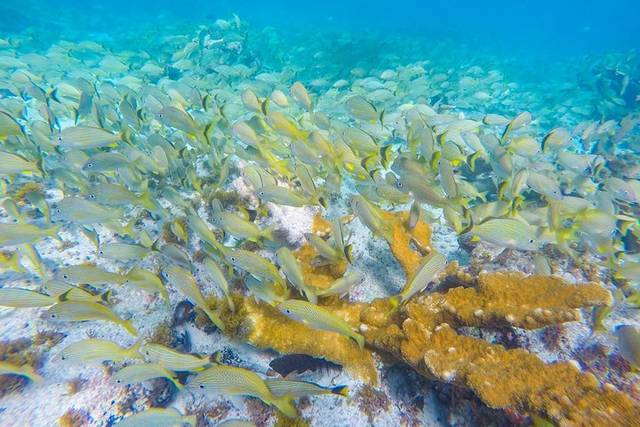 Reef Snorkeling