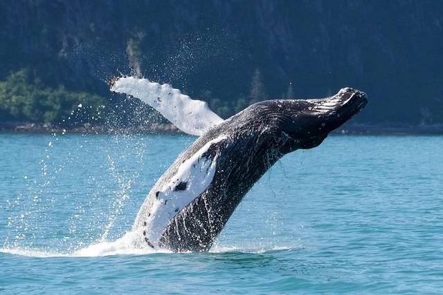 Prince William Sound
