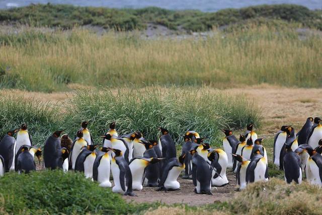 King Penguins