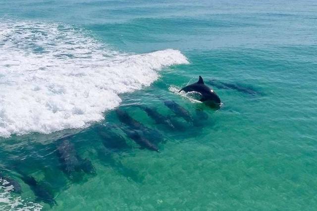 Dolphin Cruise