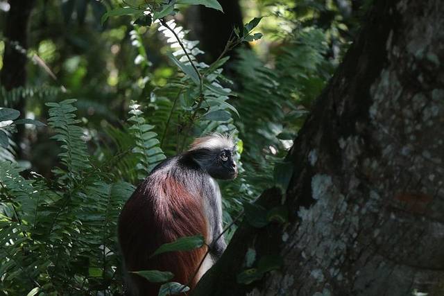 Jozani Forest