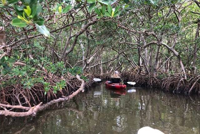 Mangroves