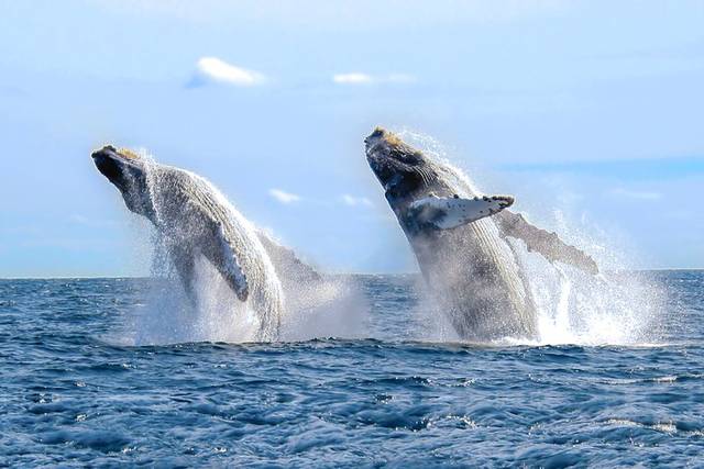 Whale Watching