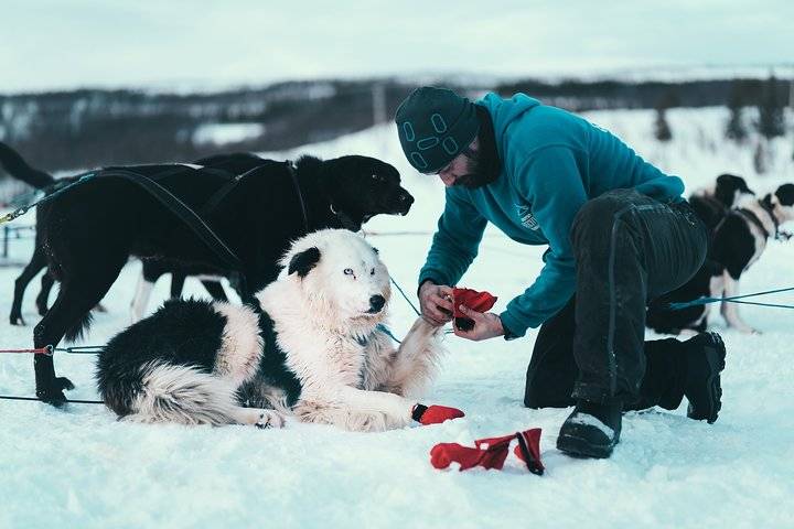 Husky Sledding, Tromso