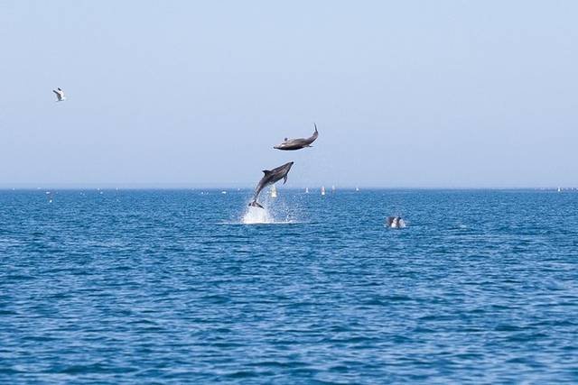 Dolphins
