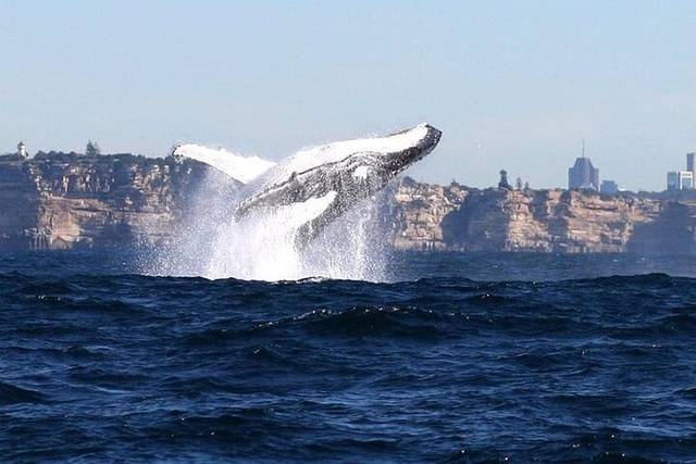Taronga Zoo