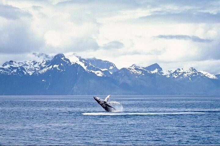 Whale Watching, Juneau