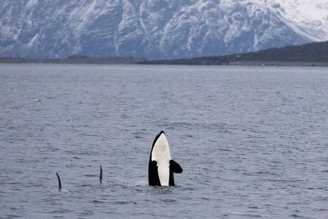Whale Safari