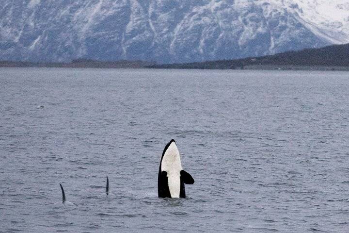 Whale Watching, Tromso