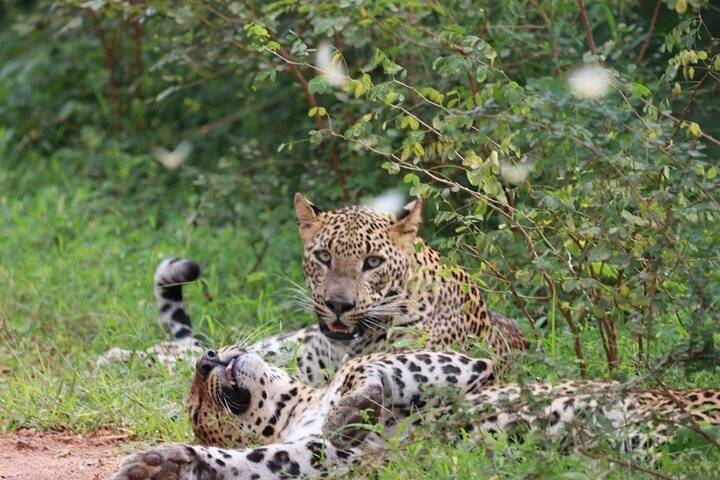 Yala Safari, Hambantota