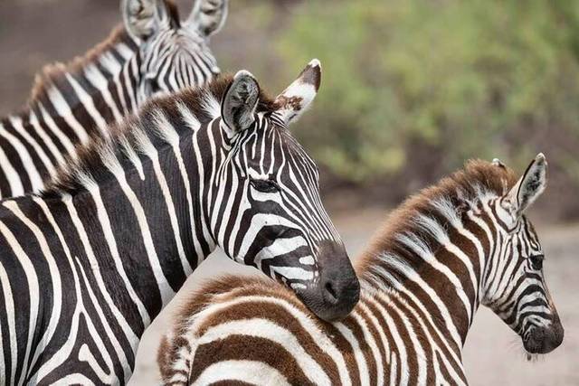 Tarangire Safari