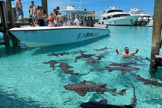 Exuma Pigs