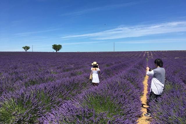Lavender Fields