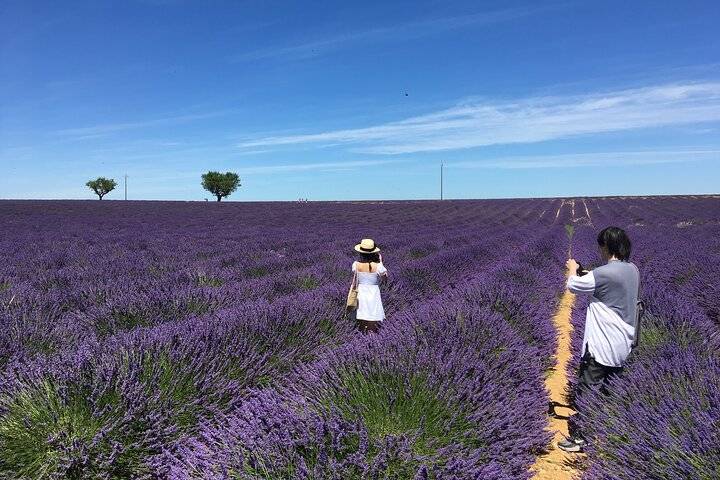 Lavender Fields, Aix-en-Provence