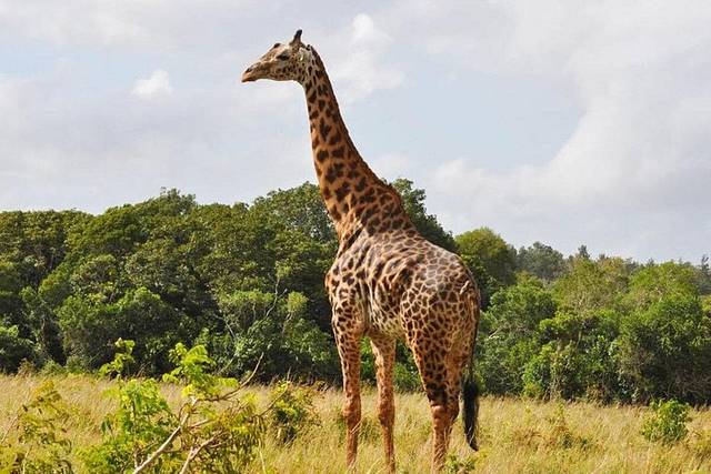 Shimba Hills