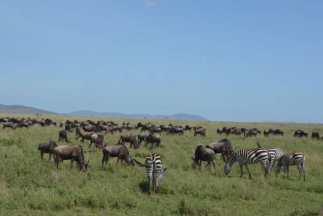 Serengeti