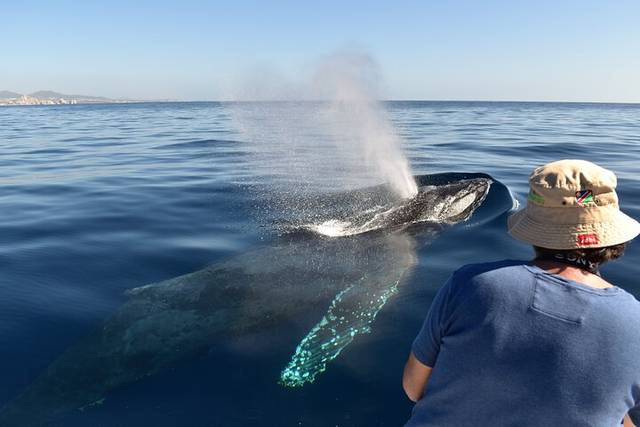 Whale Watching