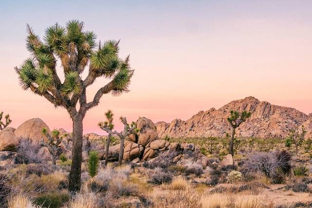 Joshua Tree