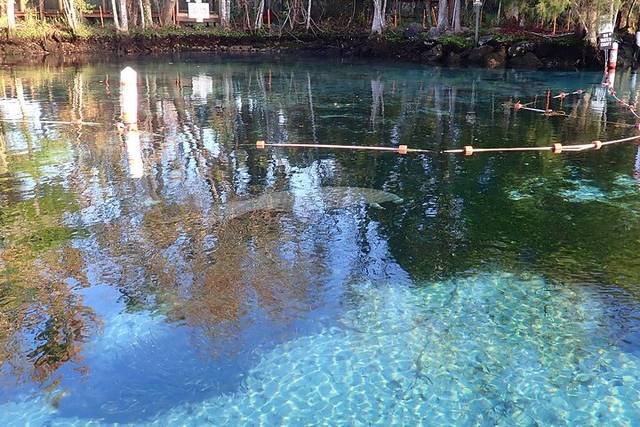 Manatees
