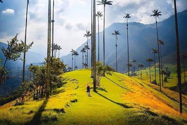 Cocora Valley
