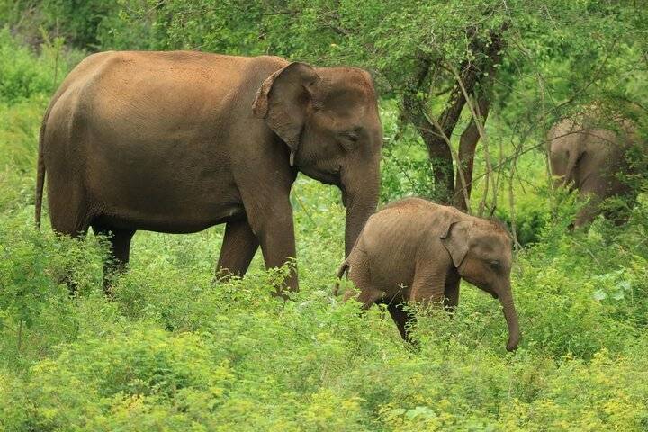 Udawalawe, Hambantota