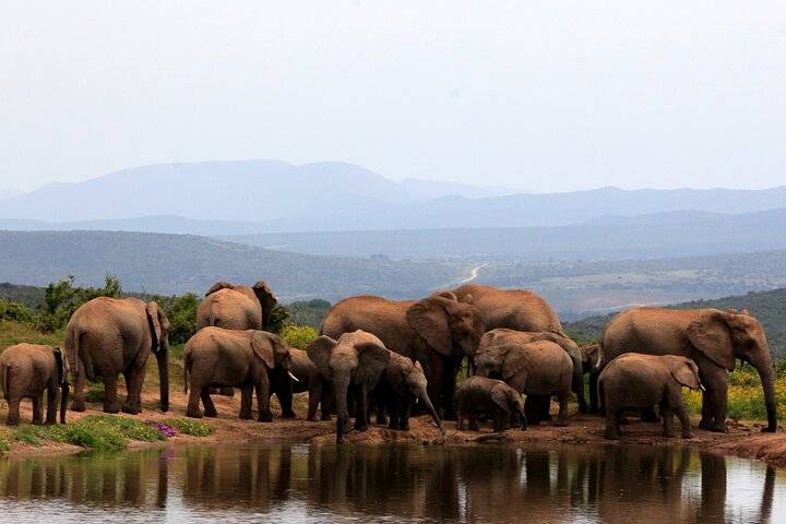Addo Elephants, Port Elizabeth