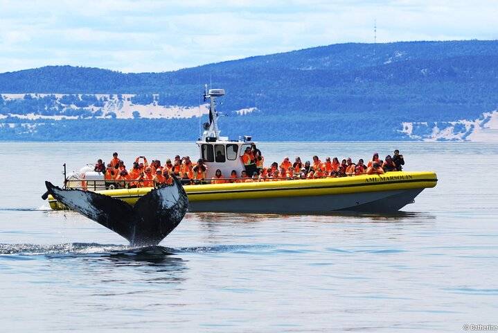 Whale Watching, Quebec City