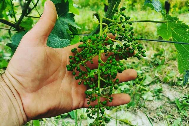Langhe (Barolo)