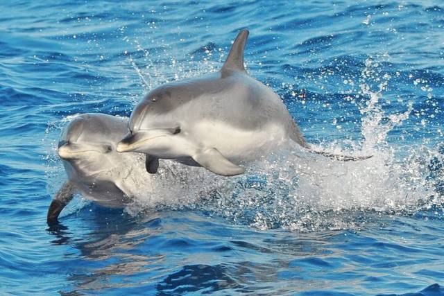 Dolphin Coast
