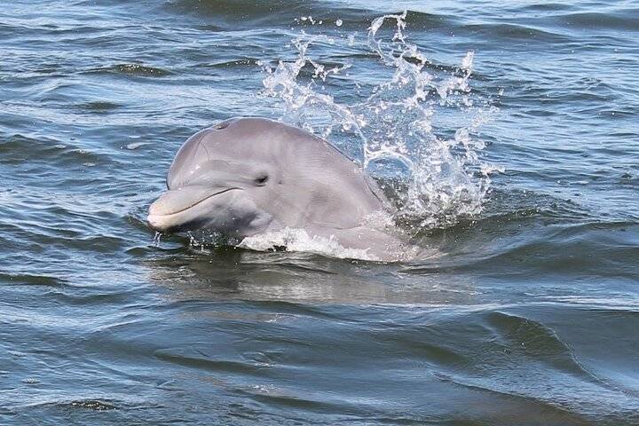 Dolphin Cruise, Cocoa Beach