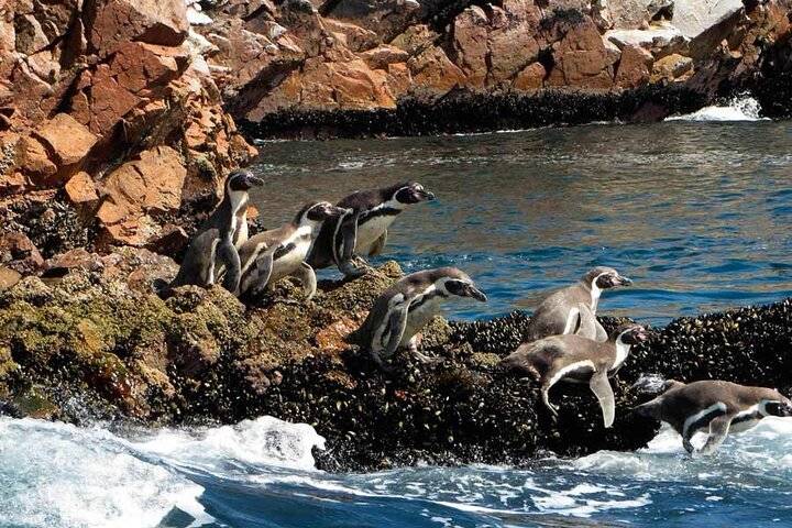 Ballestas Islands, Paracas
