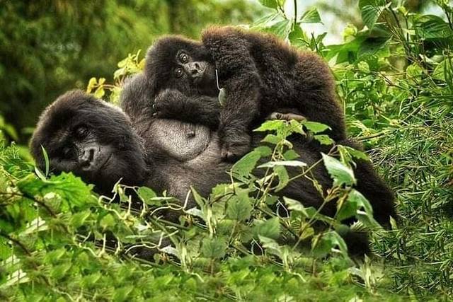 Bwindi Gorillas
