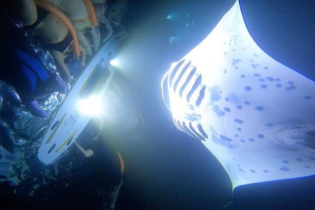 Manta Snorkel