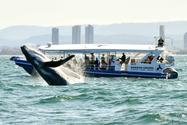 Whales