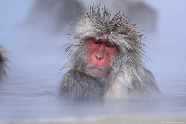 Jigokudani
