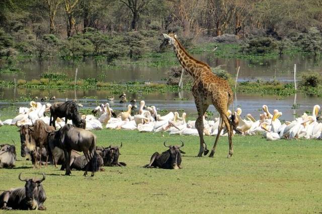 Lake Nakuru