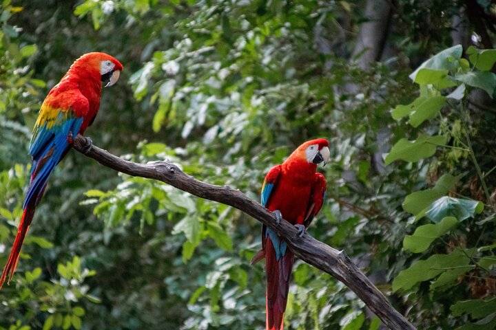 Tambopata Reserve, Puerto Maldonado
