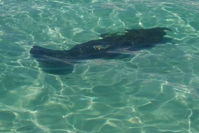 Swim w/ Dolphins