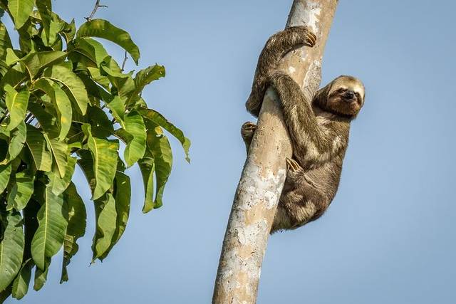Jungle Lodges