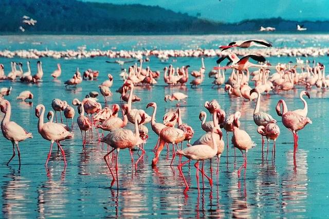 Lake Nakuru