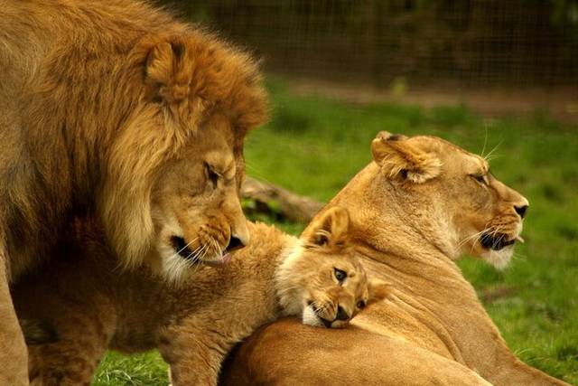 Kruger Park