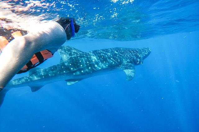 Whale Sharks