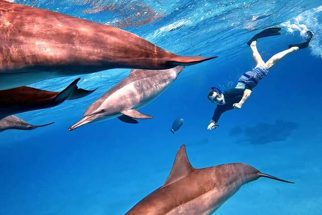 Dolphin House