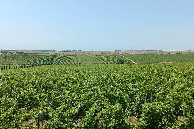 Macedonian Wine