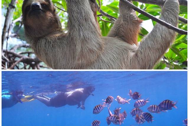 Sloth Sanctuary