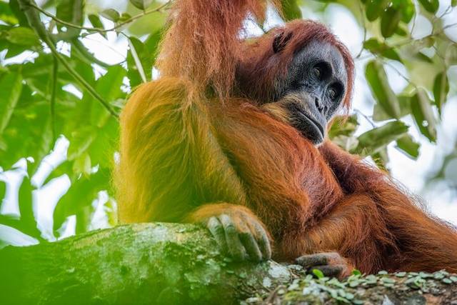 Orangutans