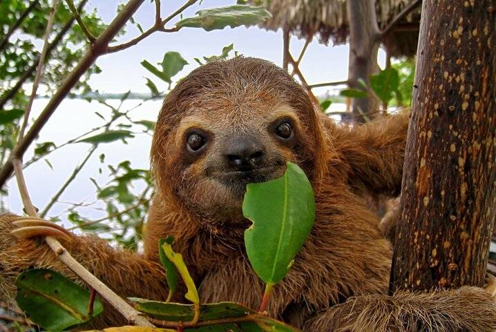Sloth Sanctuary, Roatan